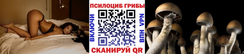 Псилоцибиновые грибы Psilocybine cubensis  Тайга 